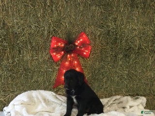 Mixed Breed dogs Micky - Ad 12