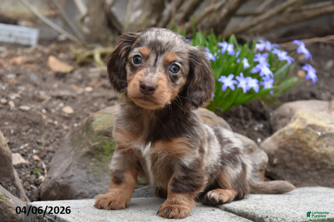 Miniature Dachshund dogs for sale: Rambo - Ad 2