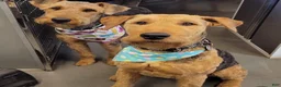Airedale Terrier dogs for sale: Airedale Terrier 3 - Ad 5