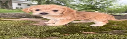 Corgipoo dogs for sale: Daisy-F1B-CorgiPoo  - Ad 4