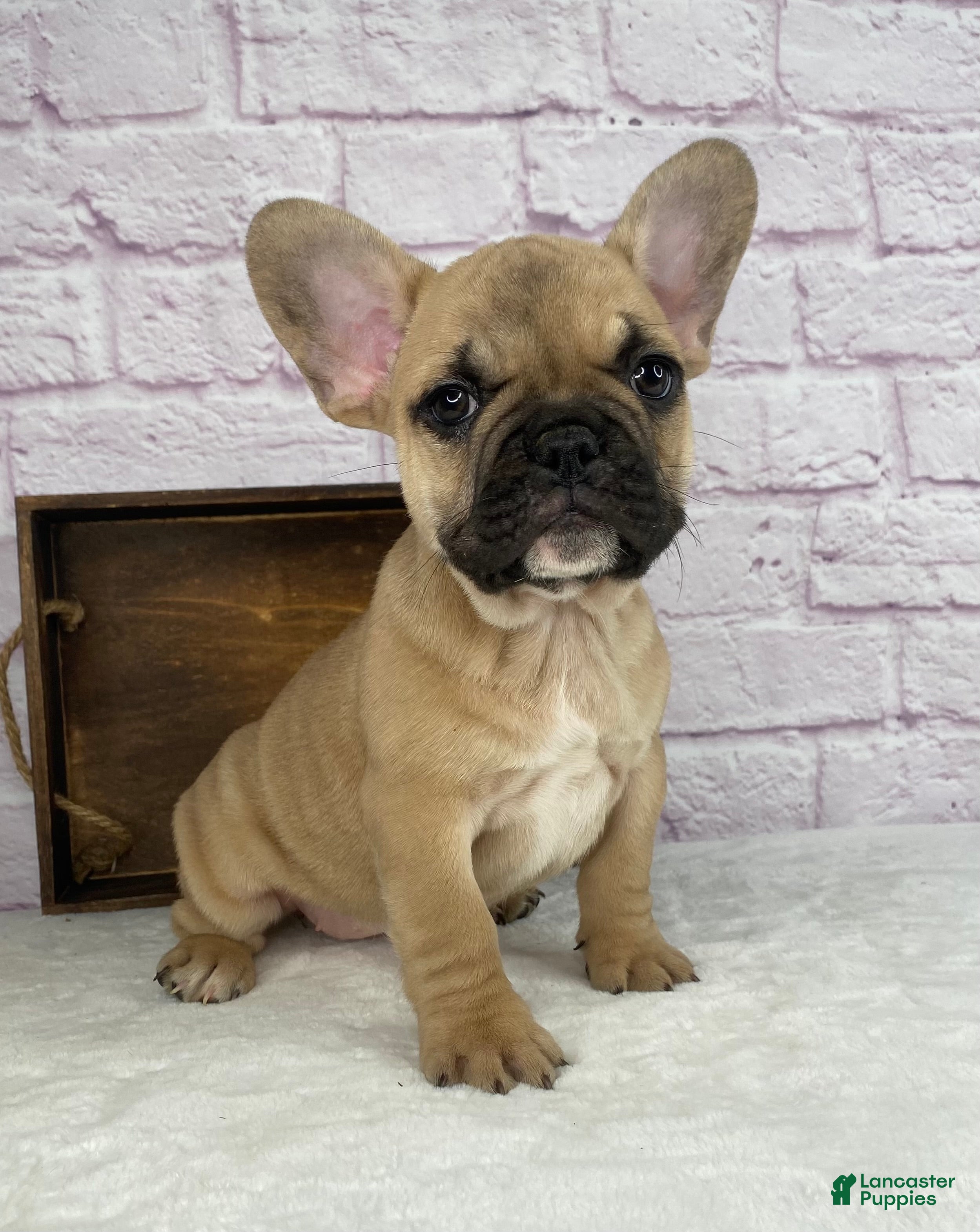 French Bulldog dogs Payton - Ad 2