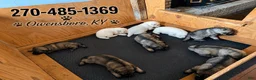 German Shepherd dogs for sale: German Shepherd 4 - Ad 7