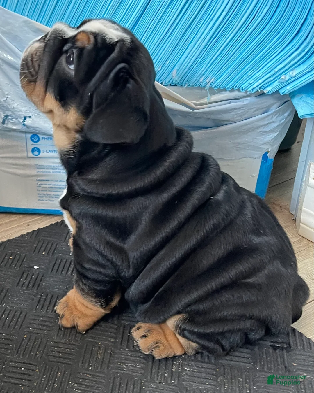 English Bulldog dogs for sale: Sophie - Ad 3