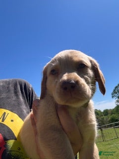 Labrador Retriever dogs Yellow Collar Female - Ad 42