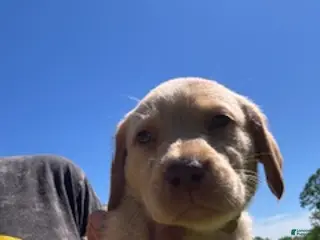 Labrador Retriever dogs Yellow Collar Female - Ad 42