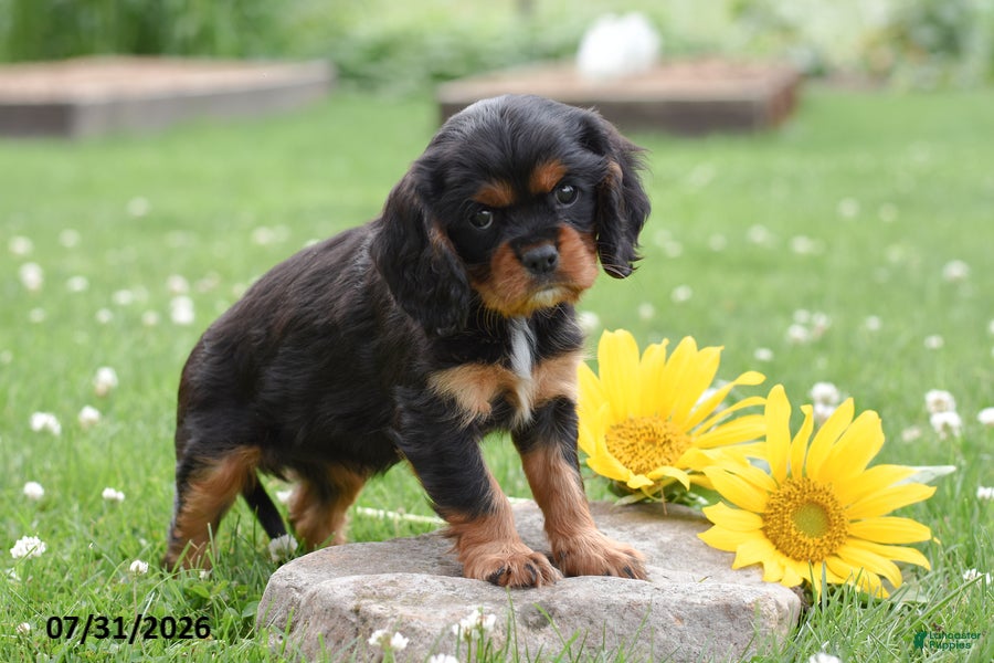 Cavalier King Charles Spaniel dogs Daisy - Ad 2