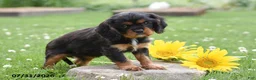 Cavalier King Charles Spaniel dogs for sale: Daisy - Ad 2