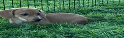 Mixed Breed dogs for sale: Classic Dorgi Female - Corgi & Dachshund Mix - Ad 8