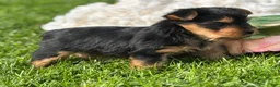 Yorkshire Terrier dogs for sale: Hershey - Ad 13