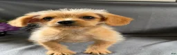 Mixed Breed dogs for sale: Justin - Ad 3