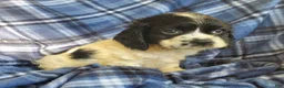 Cocker Spaniel dogs for sale: Frankie - Ad 4