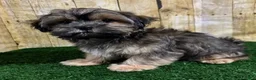 Shorkie dogs for sale: Whiskey - Ad 5