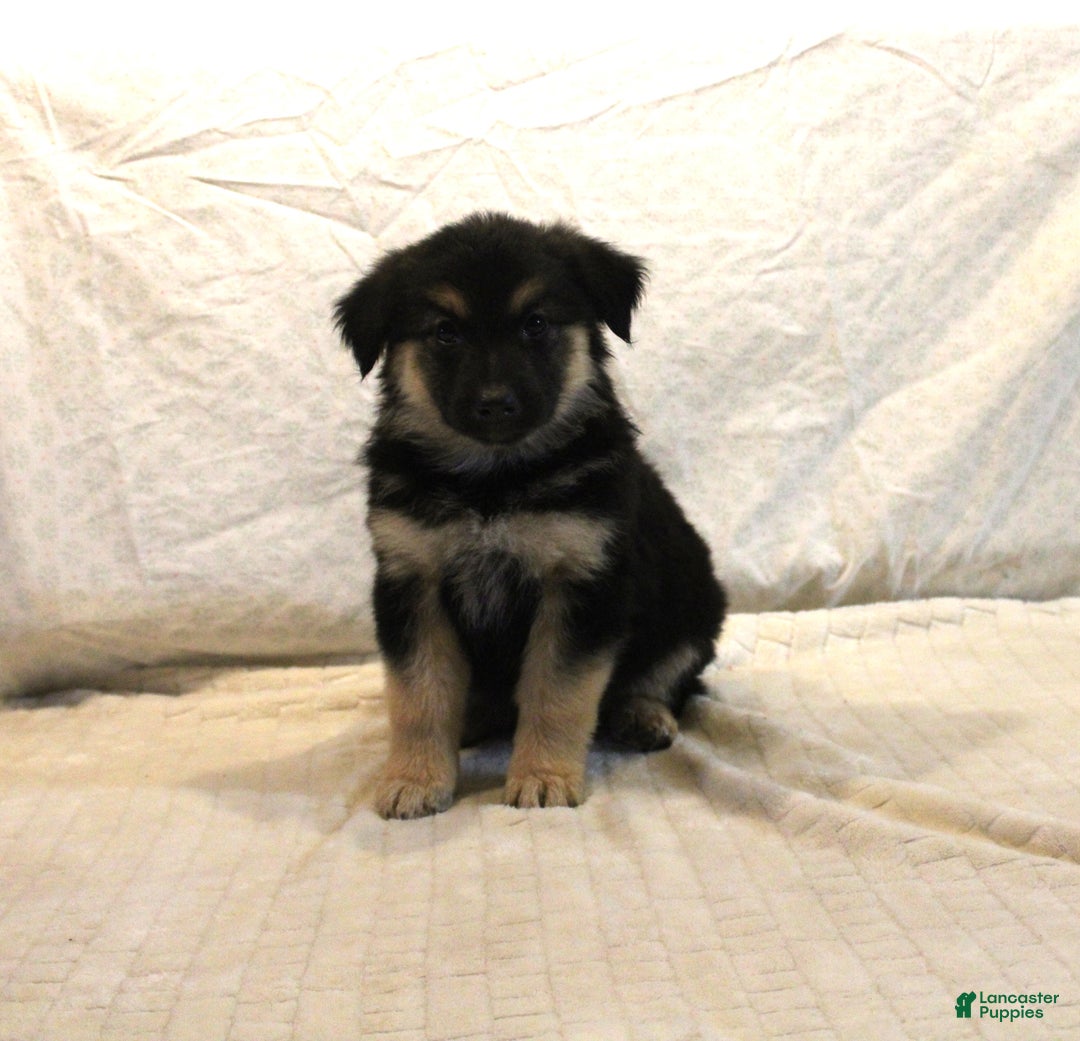 Mixed Breed dogs for sale: Lola - Ad 1