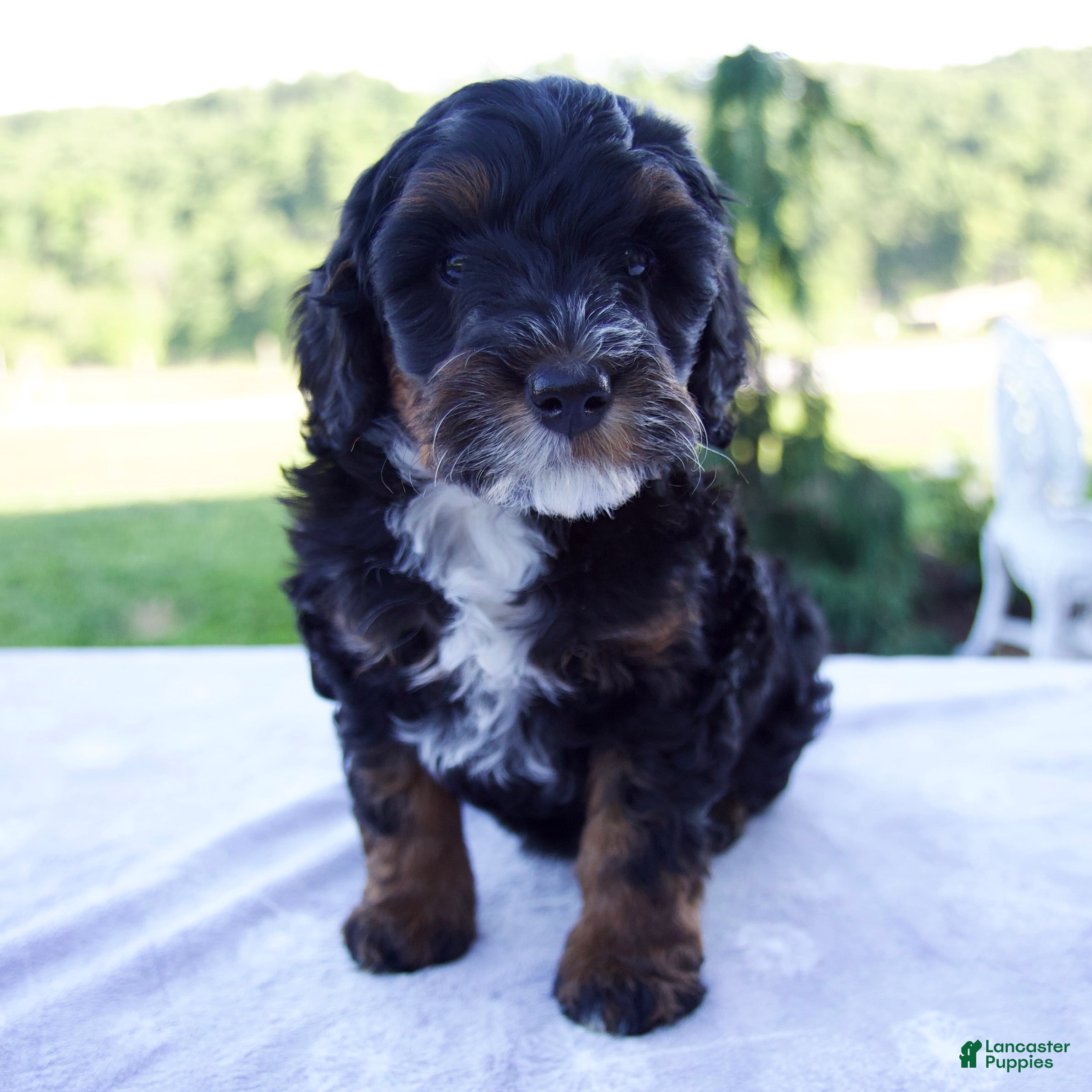 Mini Bernedoodle dogs Flora - Ad 1