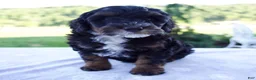 Mini Bernedoodle dogs for sale: Flora - Ad 1