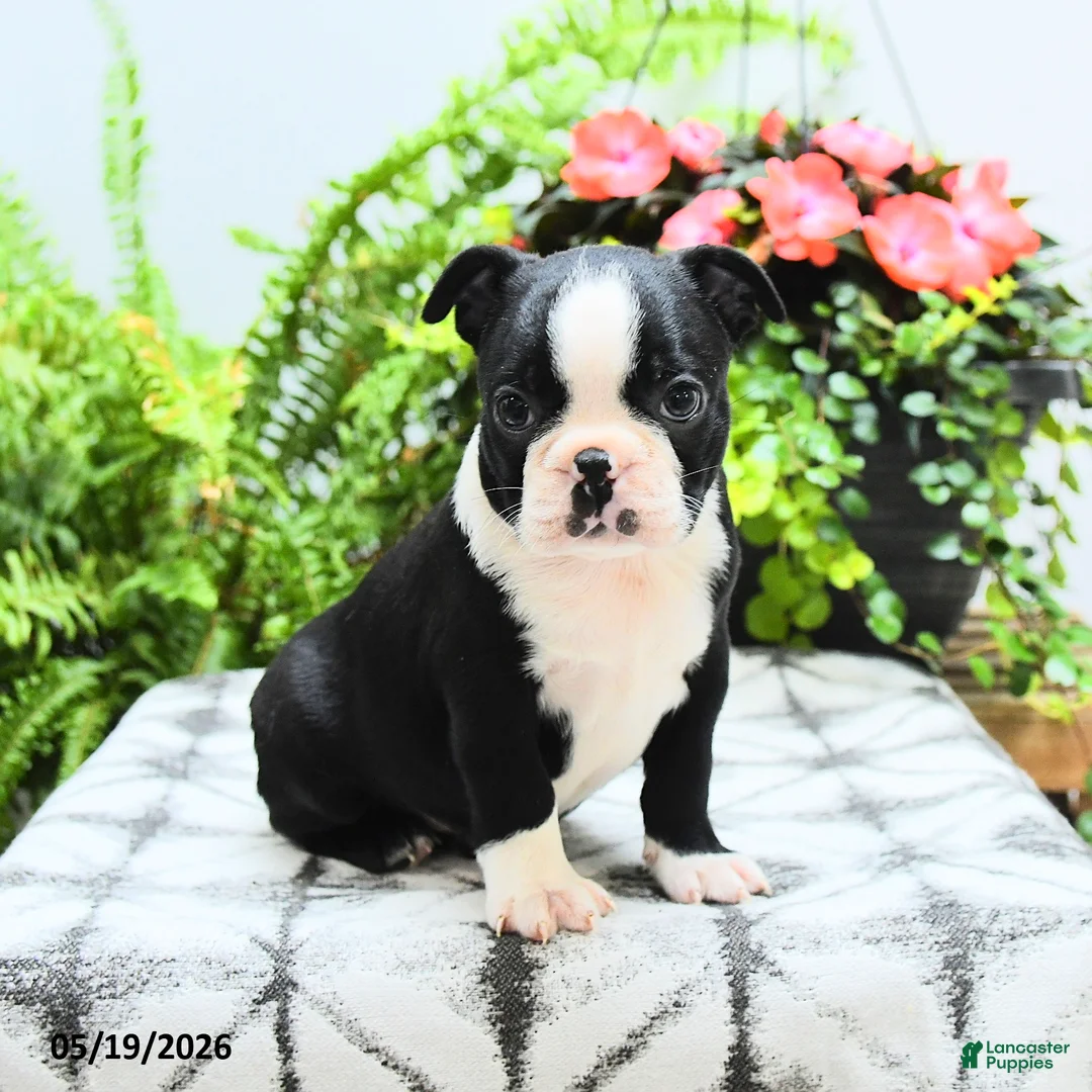 Boston Terrier dogs for sale: Lana  - Ad 1