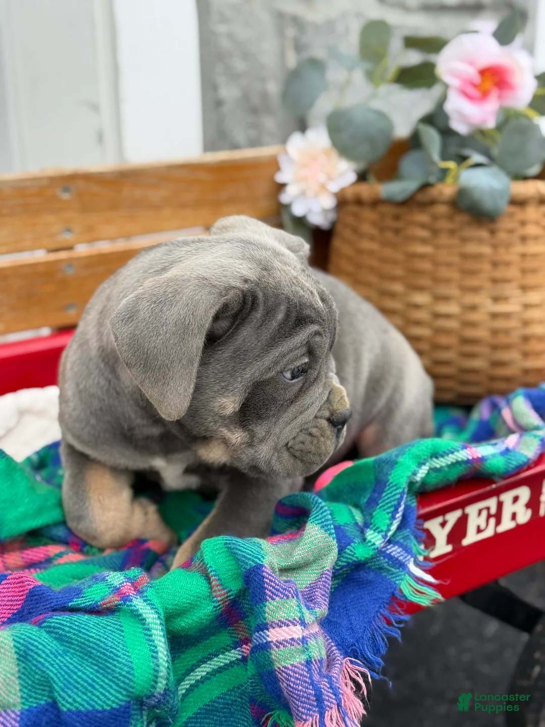 Cane Corso dogs for sale: Arlo - Ad 9