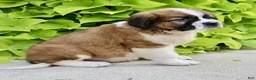 Saint Bernard dogs for sale: Lucy - Ad 4