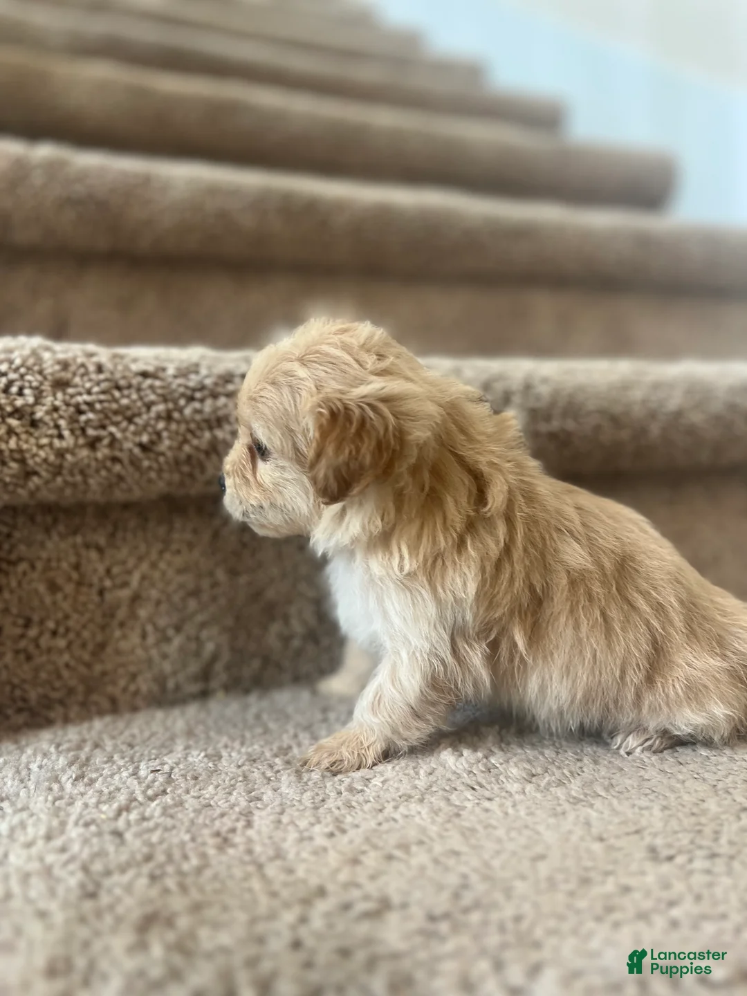 Maltipoo dogs for sale: Briana - Ad 18