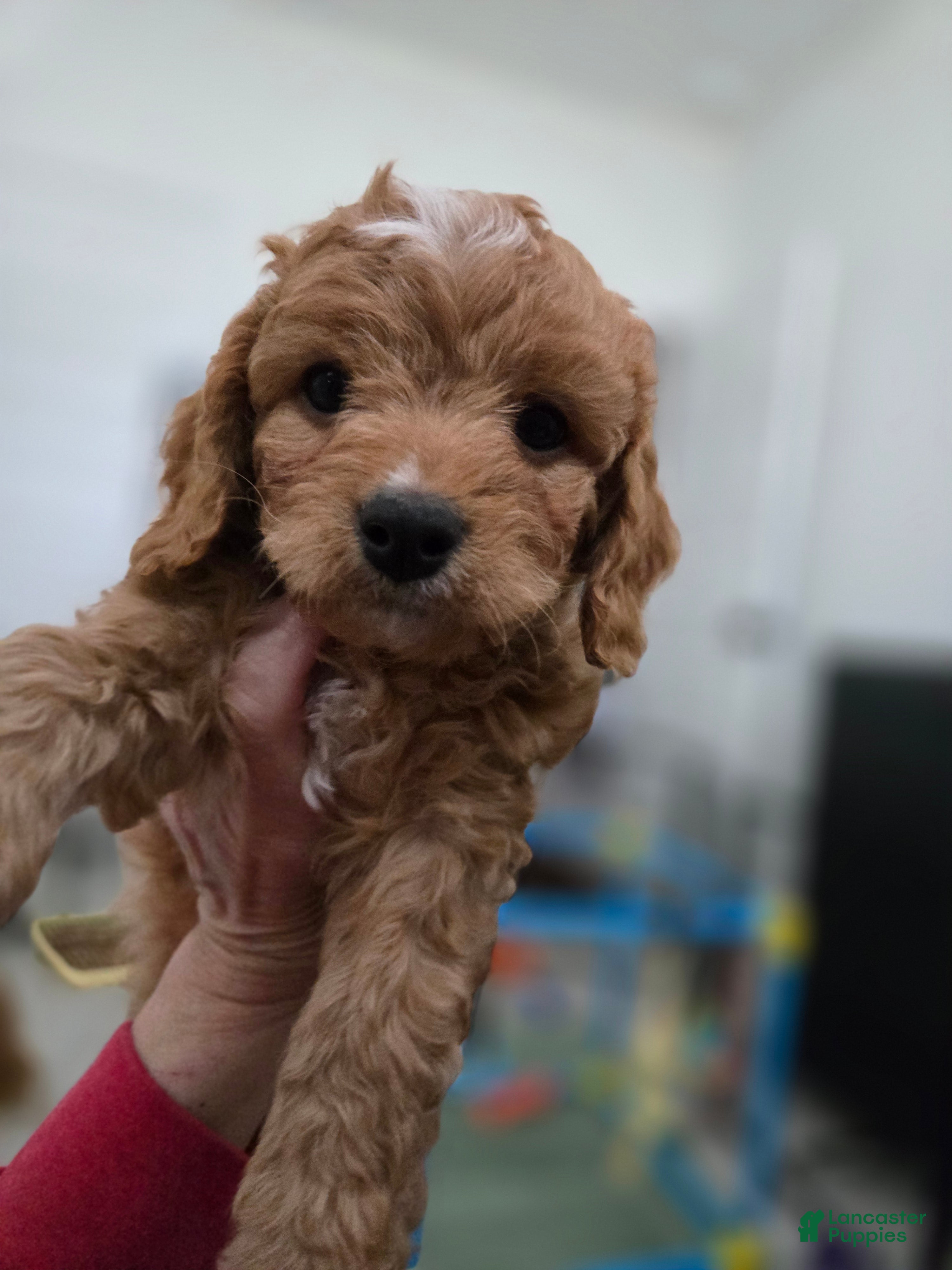 Cavapoo dogs for sale: Cavapoo Puppy 1 George - Ad 1