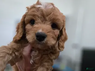 Cavapoo dogs for sale: Cavapoo Puppy 1 George - Ad 1