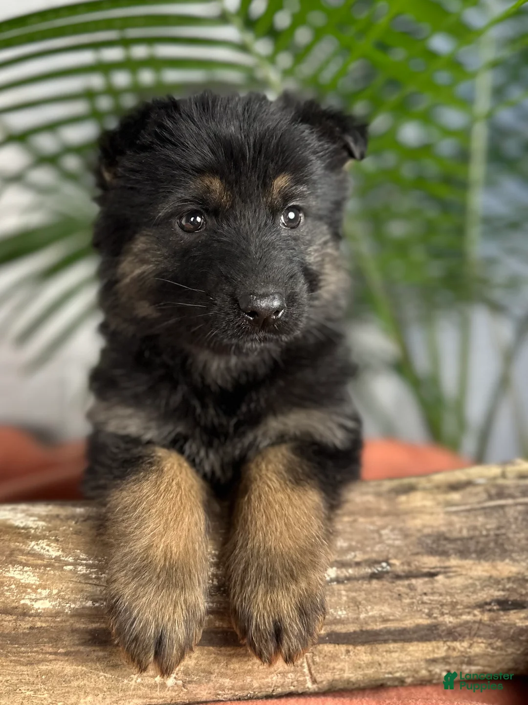 German Shepherd dogs for sale: Nova - Ad 5