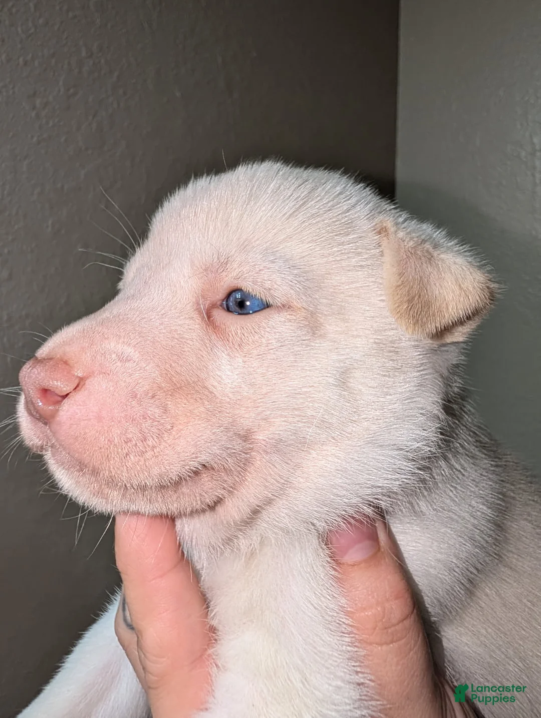 Pitsky dogs for sale: Frozen - Ad 2