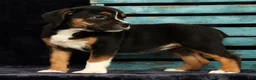Beabull dogs for sale: Cassie - Ad 8