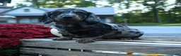 Miniature Dachshund dogs for sale: Milo - Ad 5