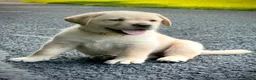 Labrador Retriever dogs for sale: Lola - Ad 10