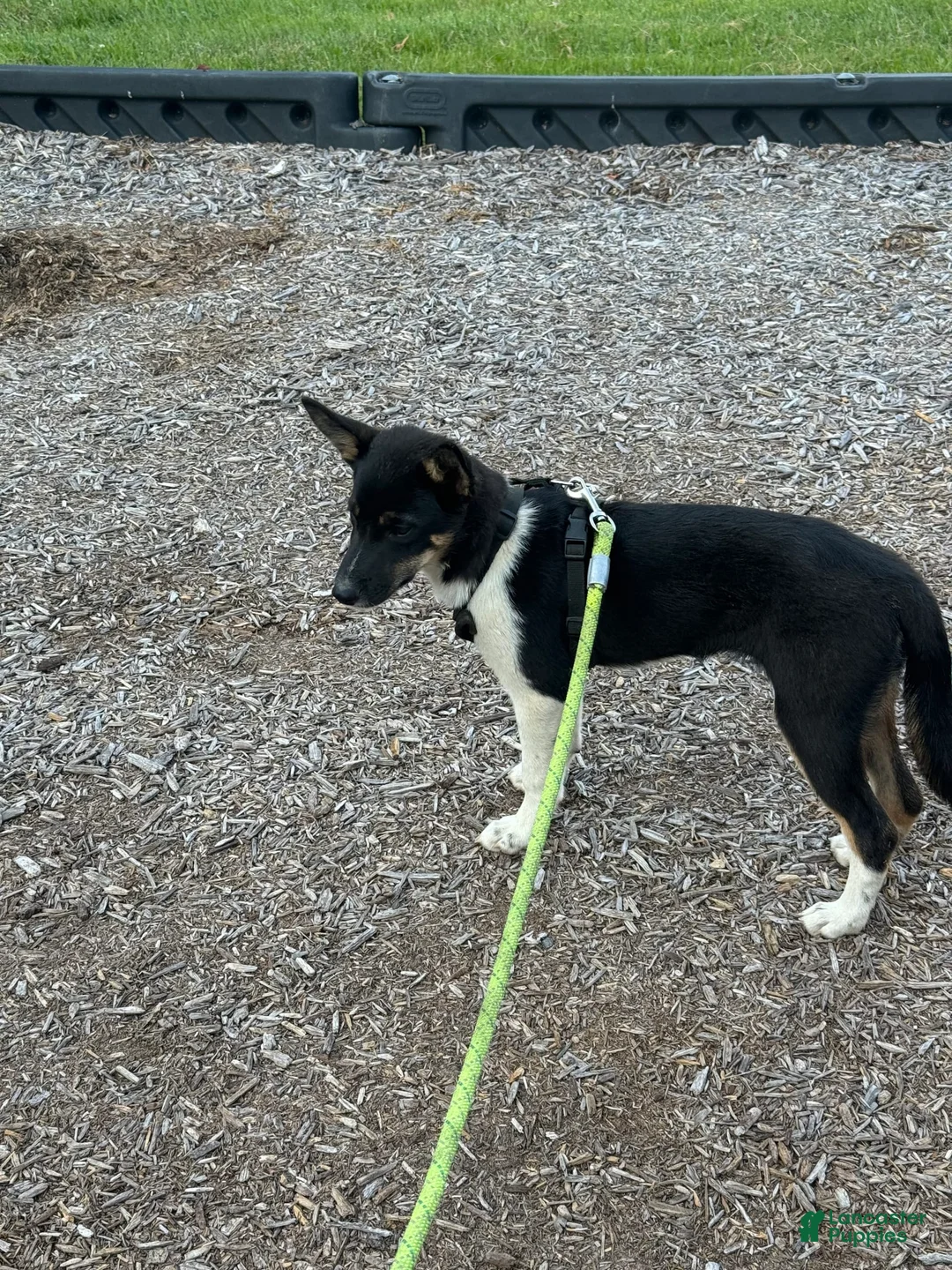 Gallery Image {{count}}