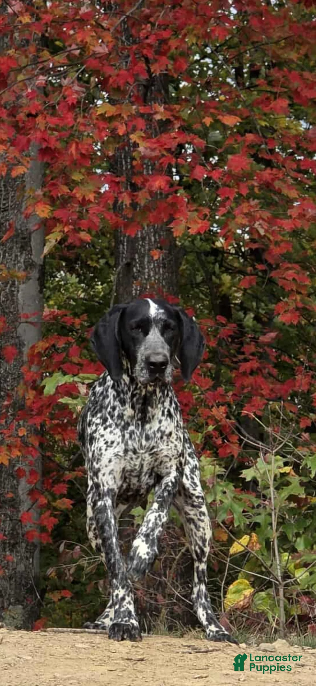 German Shorthaired Pointer dogs for sale: German Shorthaired Pointer Puppy 4 - Ad 3