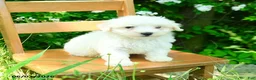 Maltipoo dogs for sale: Kira - Ad 2