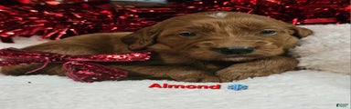 Almond