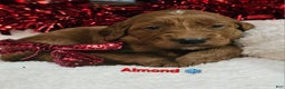 Goldendoodle dogs for sale: Almond - Ad 1