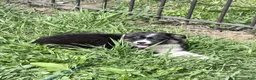 Australian Shepherd dogs for sale: Maple - Ad 2