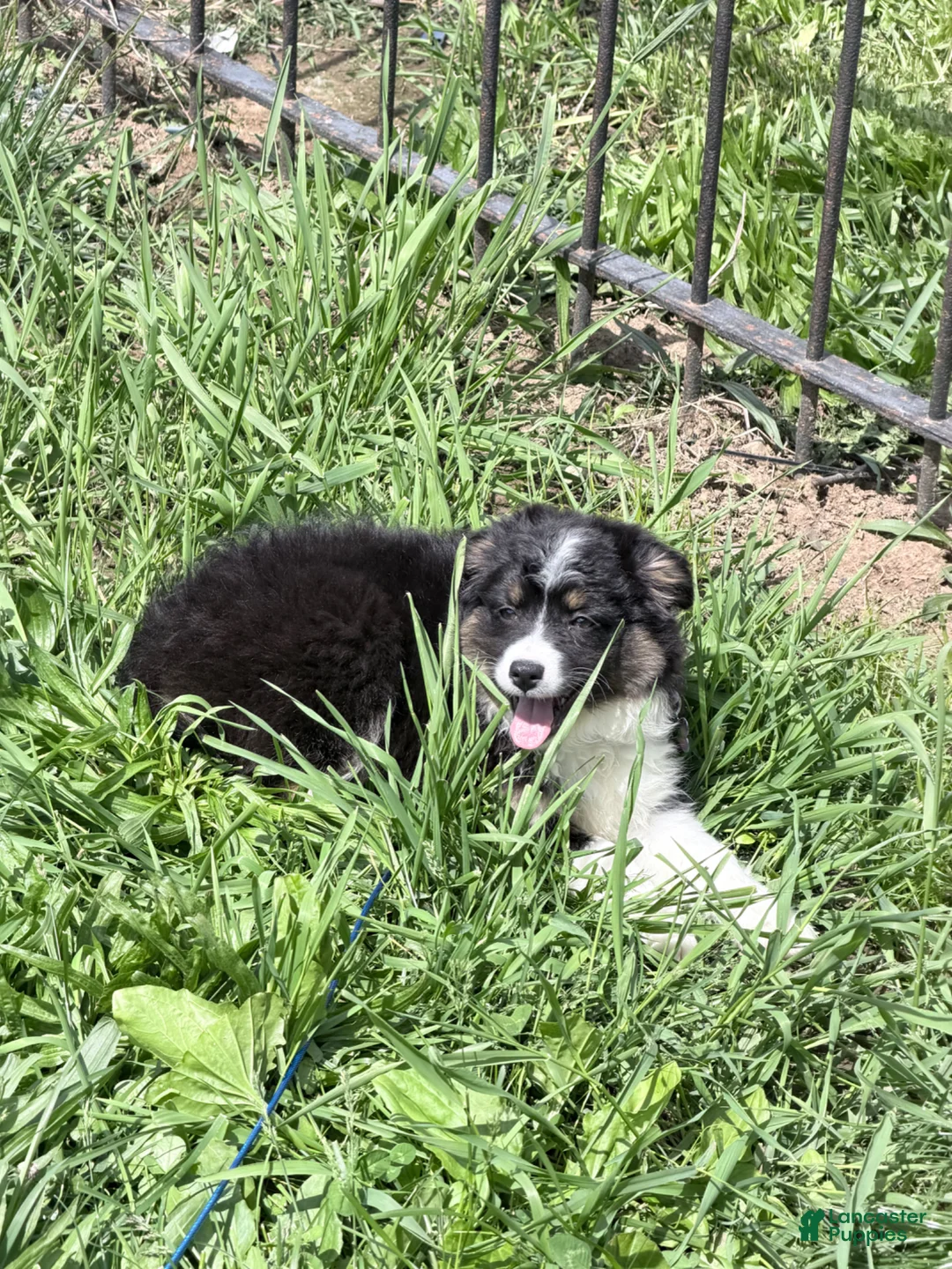 Australian Shepherd dogs for sale: Maple - Ad 2