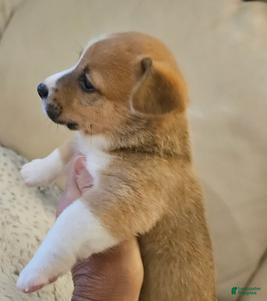 Mixed Breed dogs for sale: Apollo - Ad 2