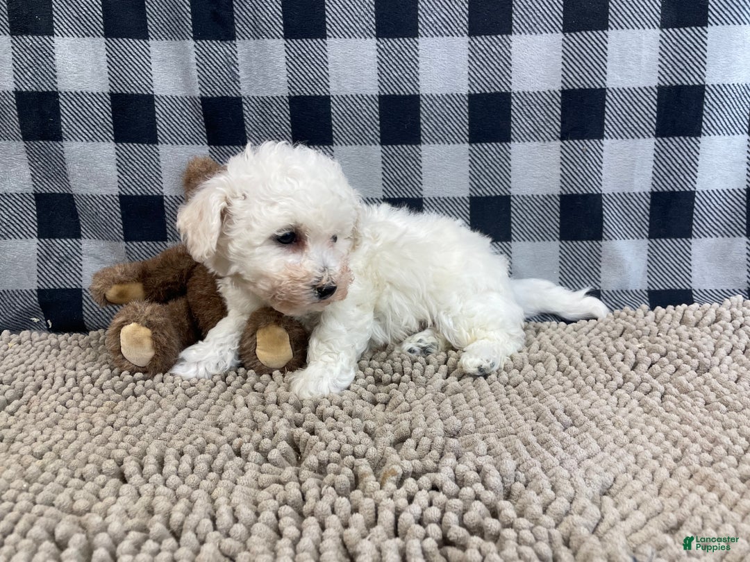 Bichon Frise dogs for sale: Bernie - Ad 3
