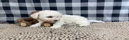 Bichon Frise dogs for sale: Bernie - Ad 3