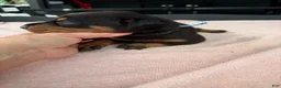 Doberman Pinscher dogs for sale: Doberman Pinscher Puppy 6 - Ad 9