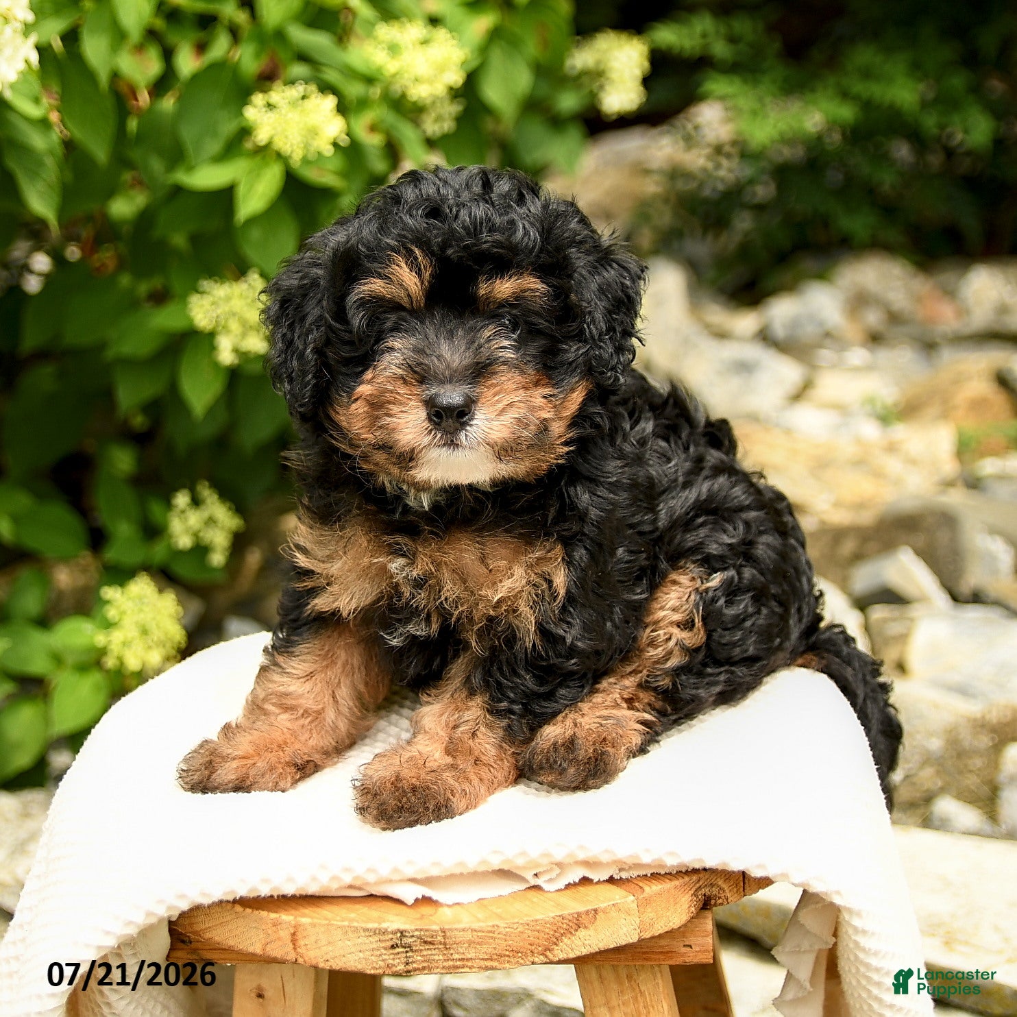 Mini Bernedoodle dogs for sale: Chloe - Ad 1