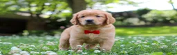 Golden Retriever dogs for sale: Charlie - Ad 5