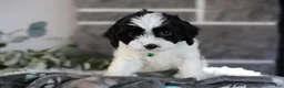 Cavapoo dogs for sale: Lennox - Ad 8
