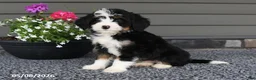 Mini Bernedoodle dogs for sale: Quinn - Ad 1