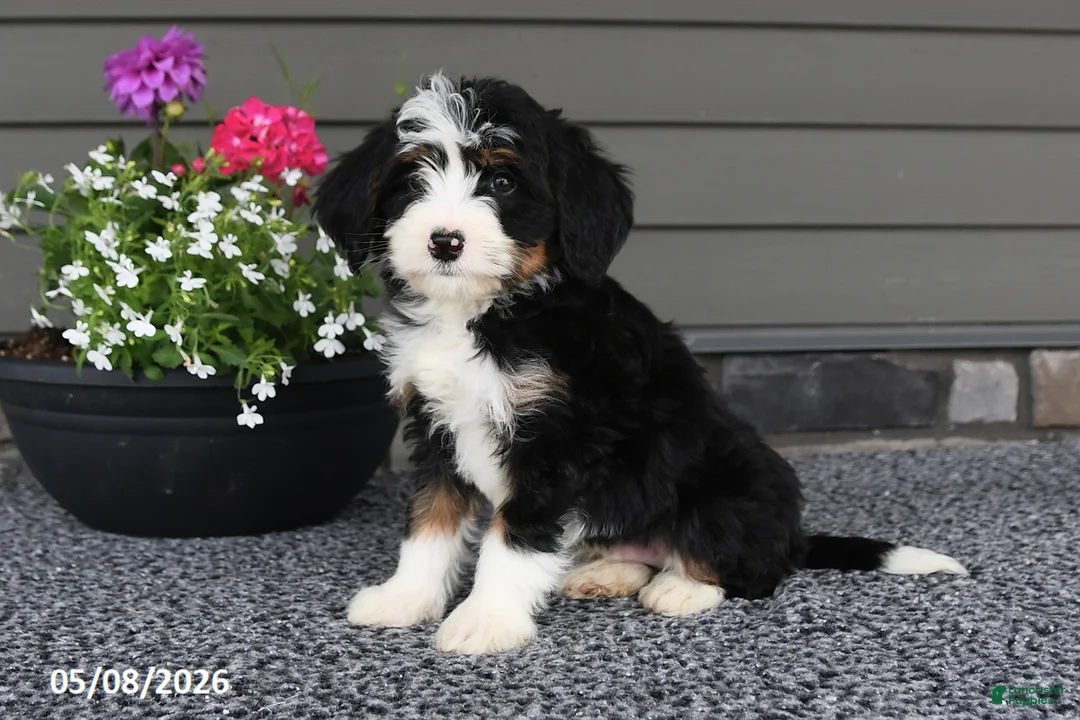 Mini Bernedoodle dogs for sale: Quinn - Ad 1