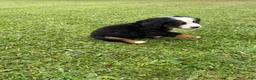 Bernese Mountain Dog dogs for sale: Bernese Mountain Dog 1 - Ad 25