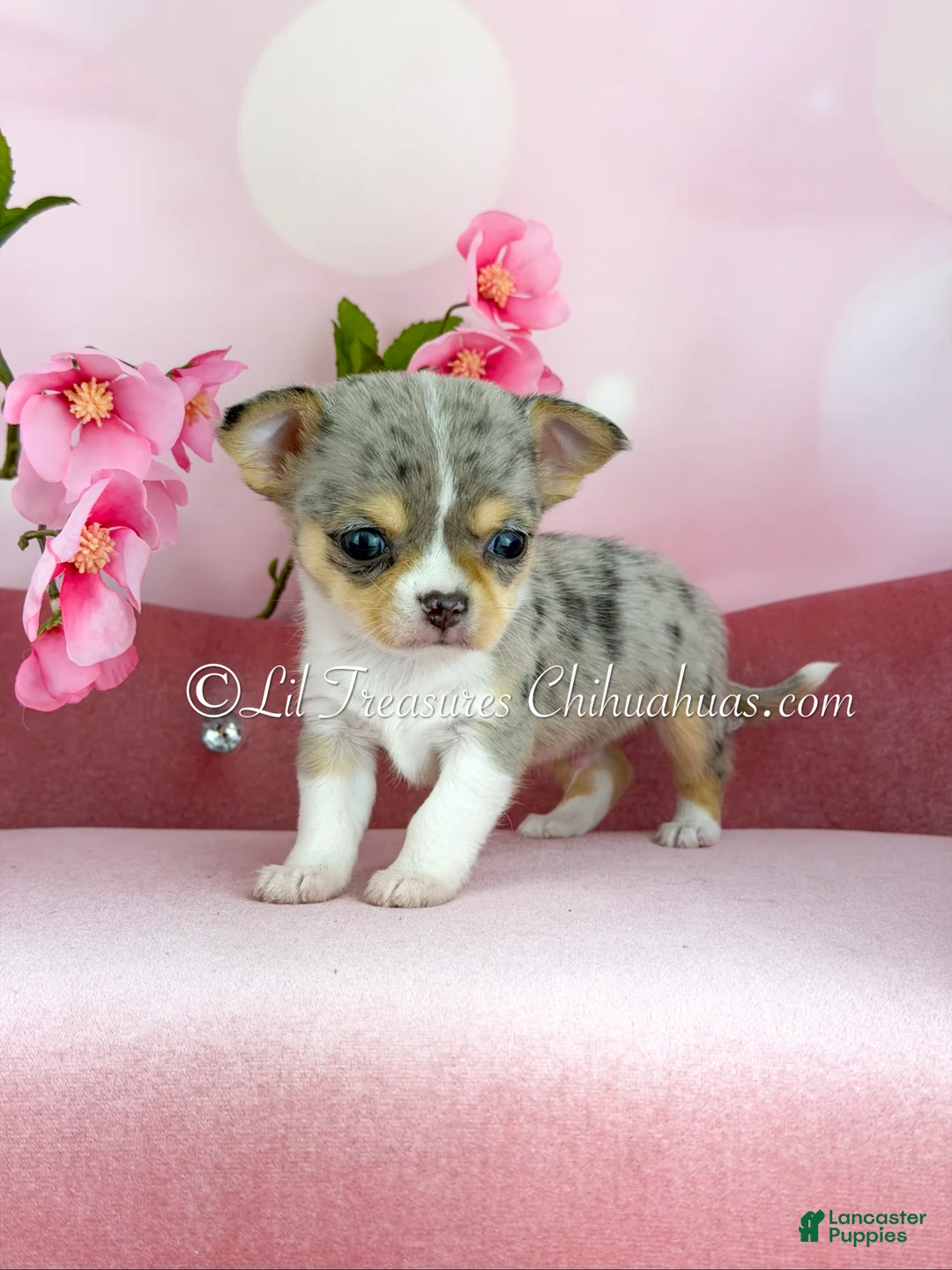 Chihuahua dogs for sale: Chihuahua Puppy 1 - Ad 1