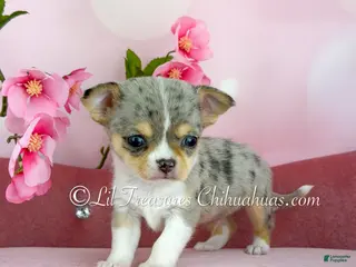 Chihuahua dogs Chihuahua Puppy 1 - Ad 31