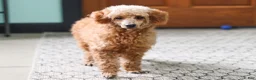 Miniature Poodle dogs for sale: Brunco - Ad 6